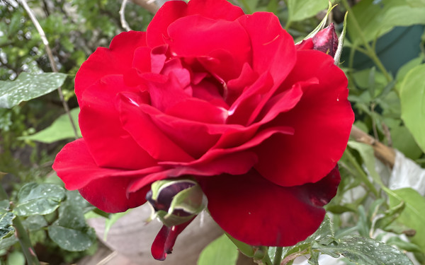 Özel Şirin Ev Anaokulu